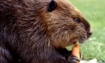 Beaver (foto): constructor de baraj neobosit